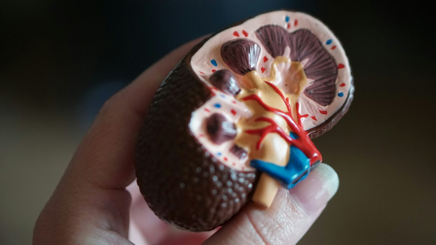 salud renal y obesidad